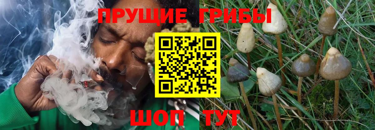 Галлюциногенные грибы Cubensis Петропавловск-Камчатский